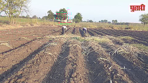 Onion Farmers Crisis