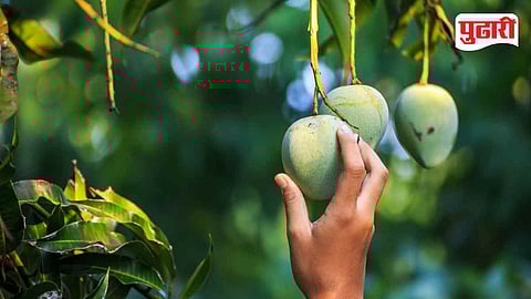 Mango Crop Insurance