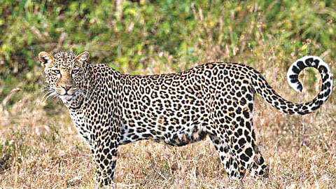 Nashik Municipal Election