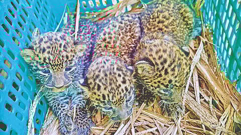 Sangli Leopard Cubs