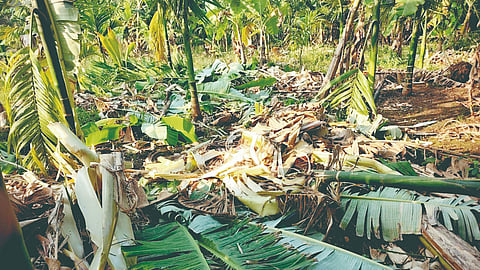Bahubali Elephant‌
