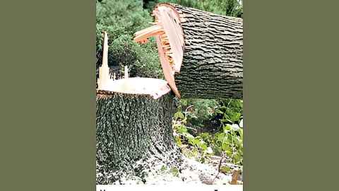 Illegal tree cutting