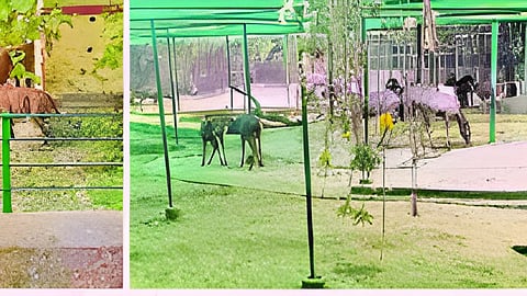 Marathwada municipal zoo