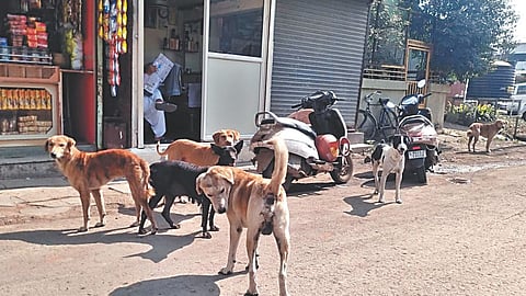 Stray dogs problem Ozar