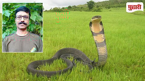 King Cobra India | सापांचा राजा आलाय माणसांच्या राज्यात