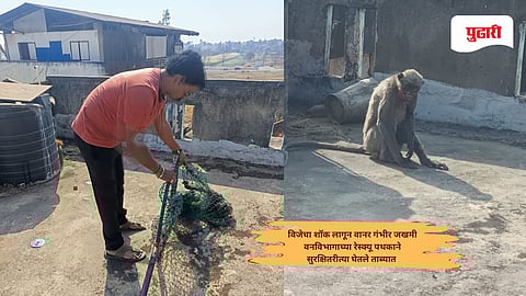 Kolhapur news: विजेचा शॉक लागून वानर गंभीर जखमी
