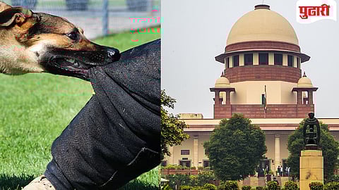 Supreme Court| कुत्र्यांच्या हल्ल्यात मुले किंवा वृद्ध जखमी झाल्यास आम्‍ही राज्‍यांवर मोठी भरपाई आकारु : सर्वोच्च न्यायालय