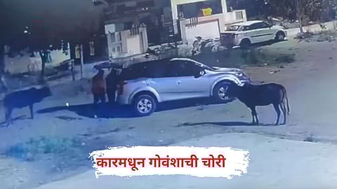 Nanded Crime |नव्या कोऱ्या आलिशान कारमधून गायी चोरुन नेल्या :