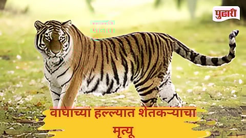 Nagbhid  Tekari Tiger Attack Farmer killed 