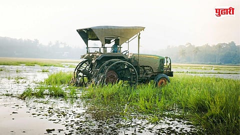 Raigad paddy farming decline
