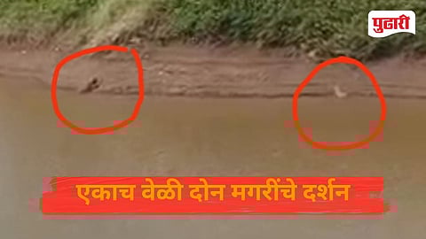 Dattwad Dudhganga River Crocodile