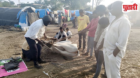 Sugarcane Season Bullock Safety