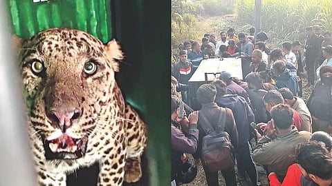 Leopard Trapped Nashik