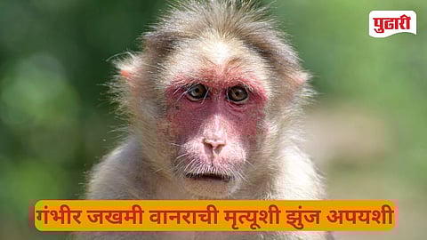 Electric Shock Monkey Death Kolhapur  