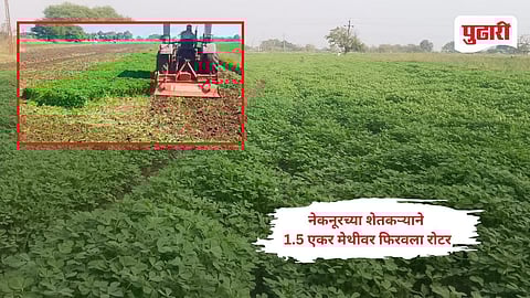 Beed farmer news: बाजार भाव नसल्याने नेकनूरच्या शेतकऱ्याने 1.5 एकर मेथीवर फिरवला रोटर