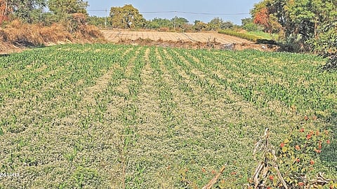 Fenugreek Farmers Crisis