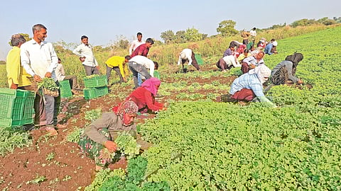 Fenugreek Market Price