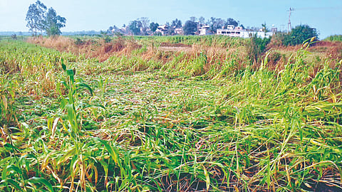 Belgaum Unseasonal Rain