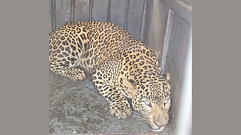 Leopard Rescue