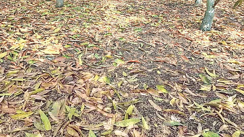 Jalkot farmers crop loss