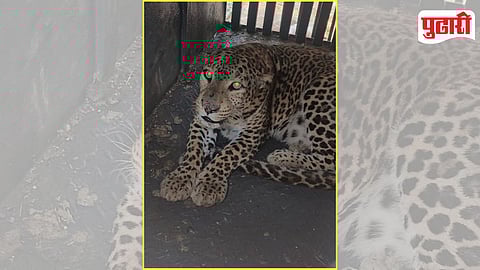 Ambegaon Leopard Capture