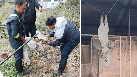 Bird injuries Kalyan Dombivli news