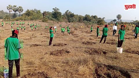 Talassari Tree Plantation