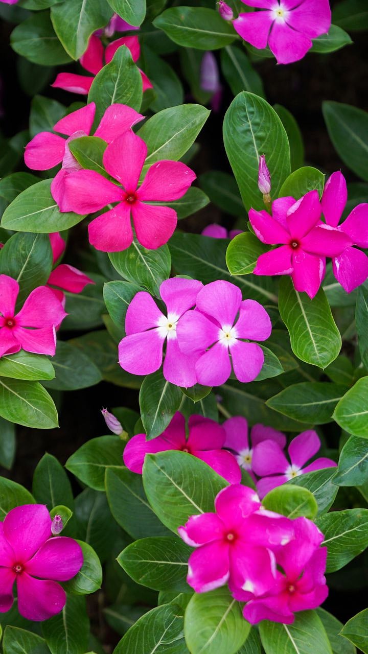 Catharanthus roseus: साधी 'सदाफुली'... मात्र मधुमेह, त्वचा अन् जखम ...