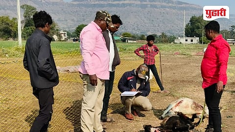 Leopard Kills Sheep in Devla