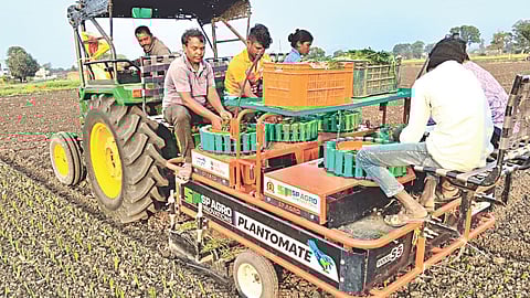 Mechanized onion cultivation