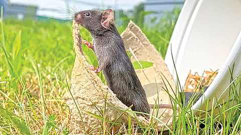 Nature therapy benefits