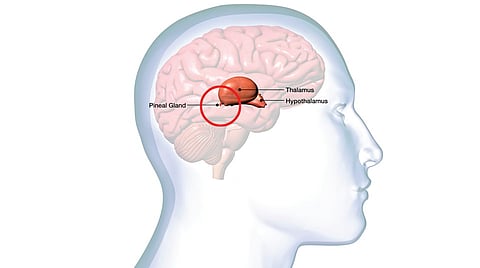 Powerful Brain Gland | 