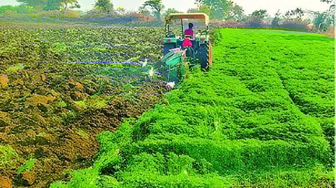 jalna agriculture news