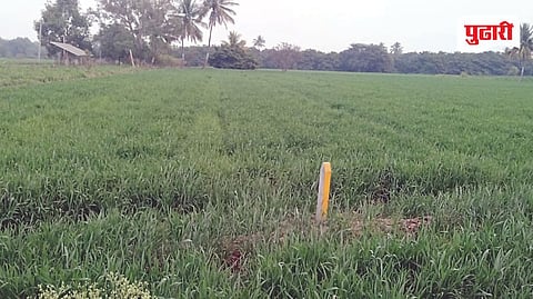 Ahilyanagar Rabi Crop