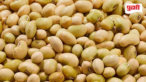soybean