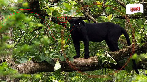 Black Panther Goa news | गोवा-महाराष्ट्राच्या कॉरिडॉरमध्ये ब्लॅक पँथरचे वास्तव्य