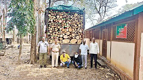 Illegal firewood transport