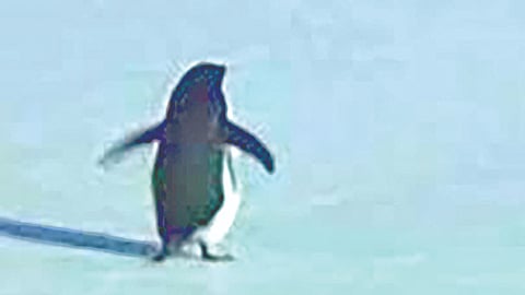 Nihilist Penguin