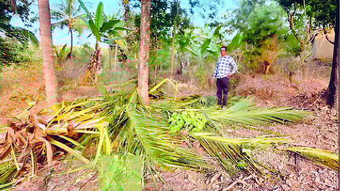 Elephants wreak havoc