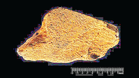 Elephant bone hand axe