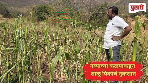 The rampage of Bison