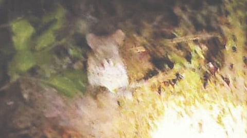 leopard vs monitor lizard fight