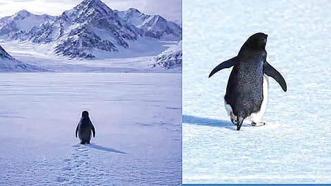 Antarctica penguin: अंटार्क्टिकाच्या ‌‘त्या‌’ पेंग्विनचा एकांतवास की बंडखोरी?