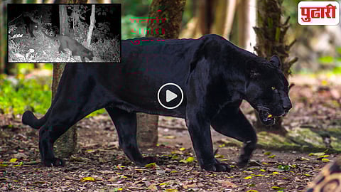 Black Panther Viral Video