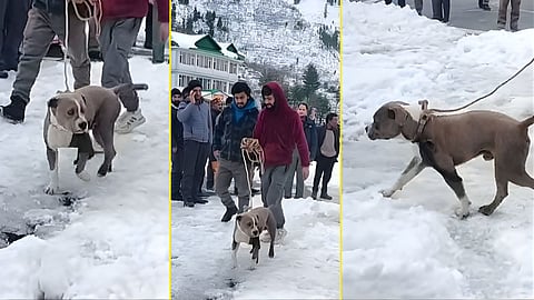 Viral Video | सावलीसारखा सोबती..! मालकाचा हिमवृष्‍टीत मृत्यू; 'पिटबुल'ने चार दिवस केली मृतदेहाची राखण!