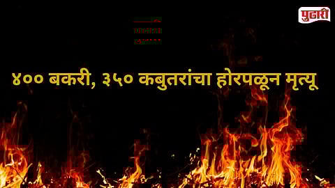 Karjat Mangaon Goat Farm Fire 