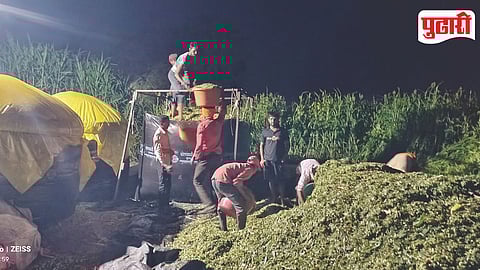 Ahilyanagar Silage Fodder