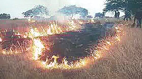 Forest fire awareness week |