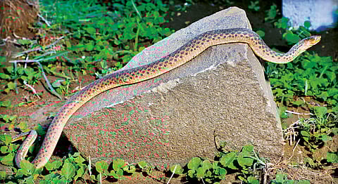 Research on a rare scaleless snake has been recorded at the global level