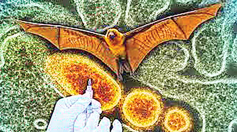 Nipah virus drug discovery |